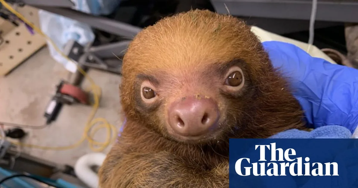 Florida Launches Criminal Probe into Deaths of 31 Sloths at Theme Park