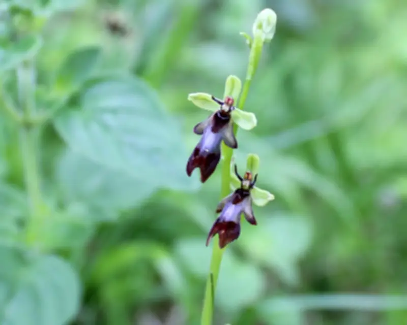 Fly Orchid: A Tiny Deceptive Wonder on the South Downs