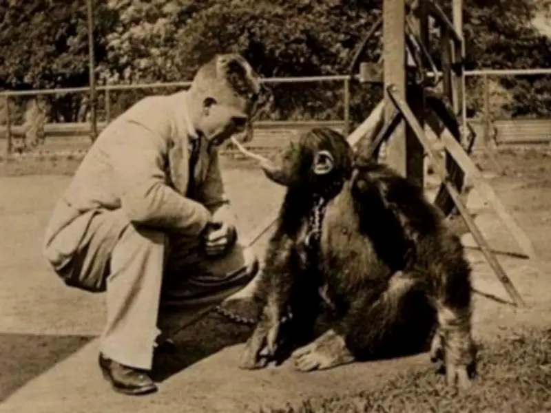 Forgotten Liverpool Zoo: The Smoking Chimp That Terrorised a School