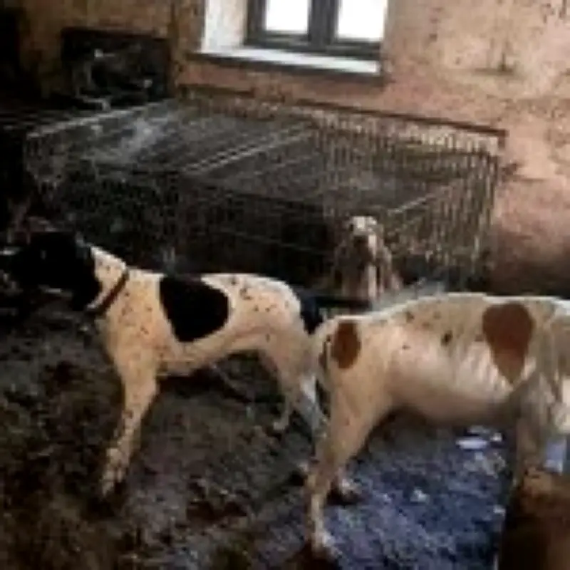 Former Crufts winner Lynda Cooper banned from owning dogs after 77 starving dogs rescued