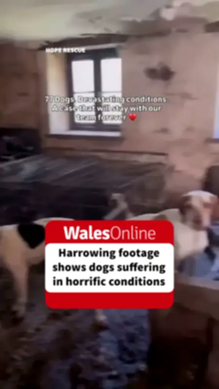 Former Crufts Winner Lynda Cooper Sentenced for Neglecting 77 Dogs