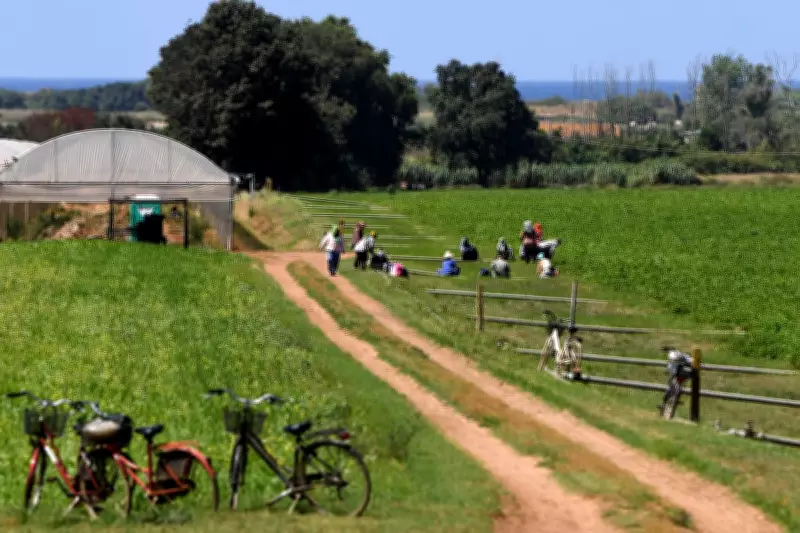 Four Migrant Farm Workers Burned Alive in Italy Minivan Attack