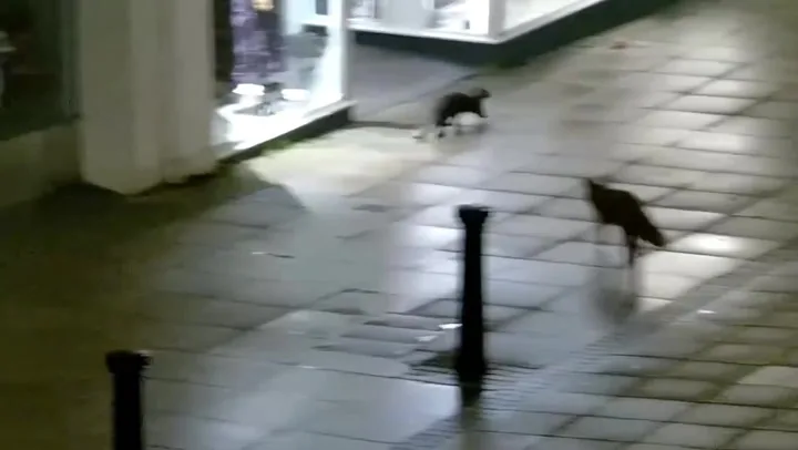 Fox and Otter Spotted Playing Together on Lincoln Streets
