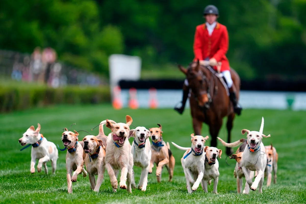 Foxhound Parade Steals Show at Iroquois Steeplechase