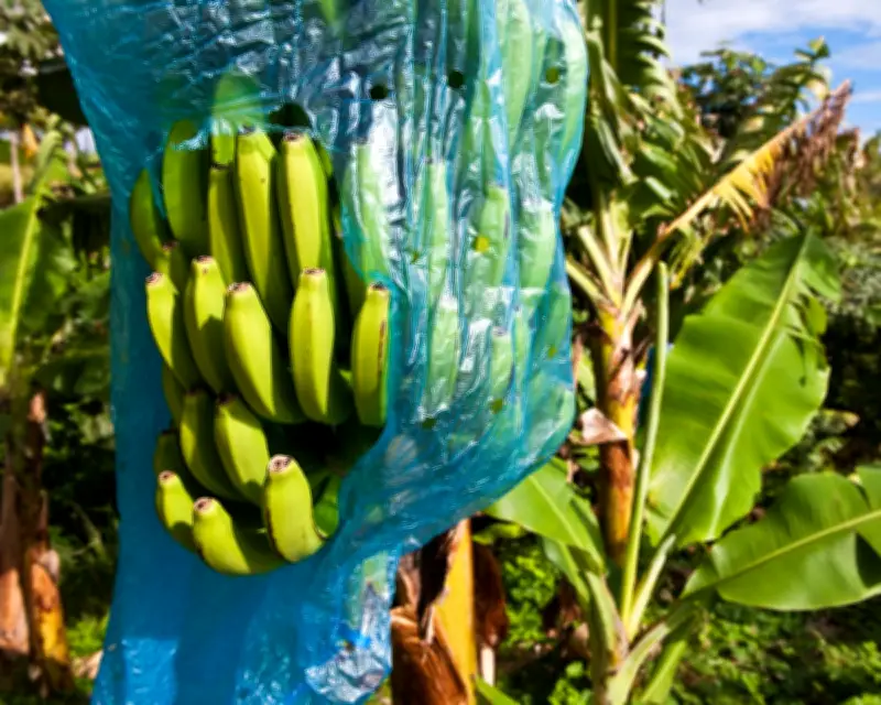 France must repair its Caribbean legacy beyond symbolic acts