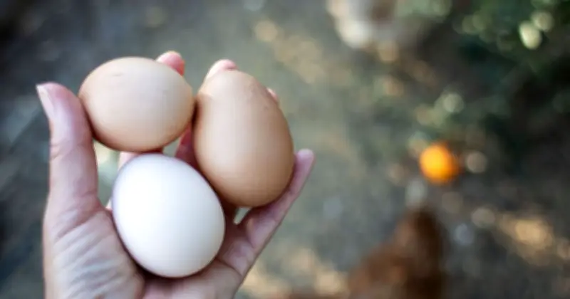 Free-Range vs Organic Eggs: Key Differences Explained
