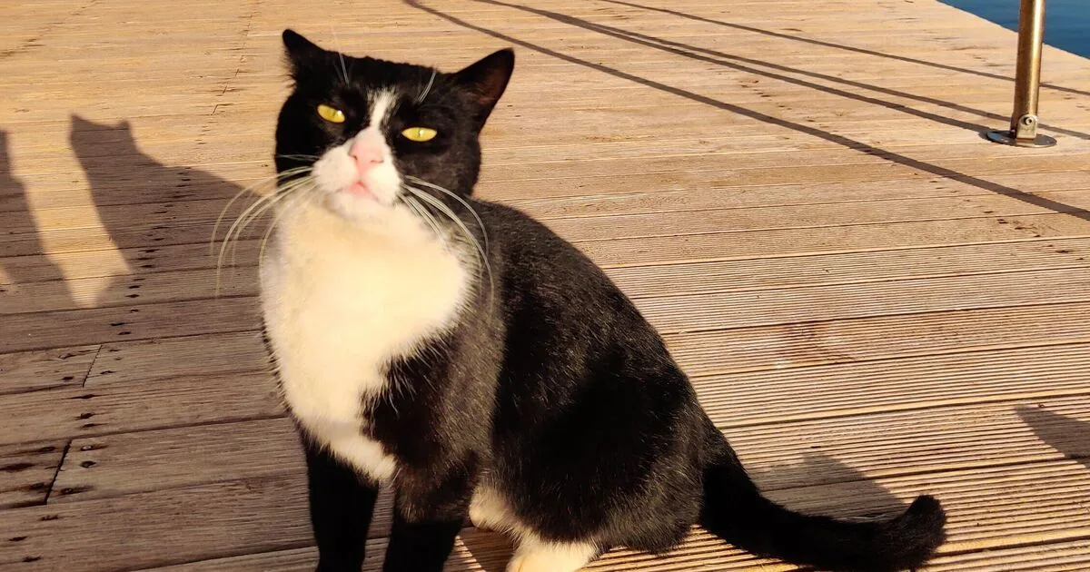 Live Rent-Free on Greek Island by Volunteering at Cat Sanctuary