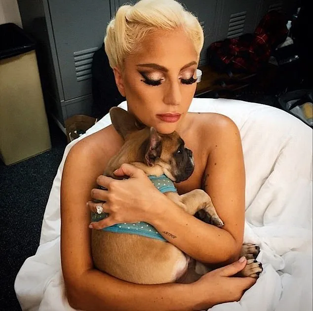 Beverly Hills Frenchie Owners Go to Extreme Lengths to Foil Dognappers