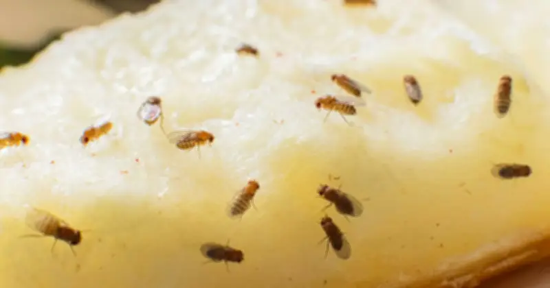 Fruit Flies Gone for Good: Pour Boiling Water Down Drain, Not Vinegar