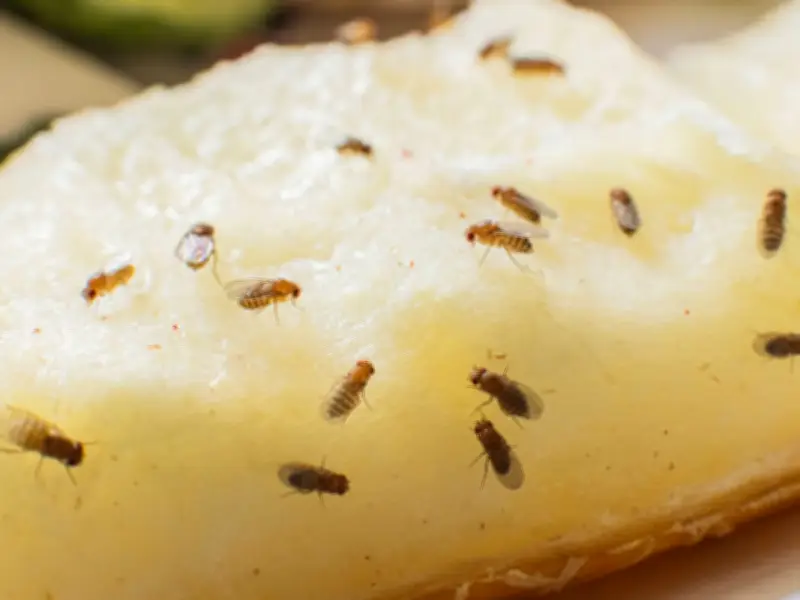Fruit Fly Hack: Rinse Banana Stems Under Water to Banish Pests