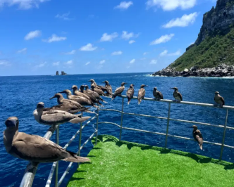 Galápagos Expedition Reveals How Hammerhead Sharks and Fish Adapt to Rapid Ocean Changes