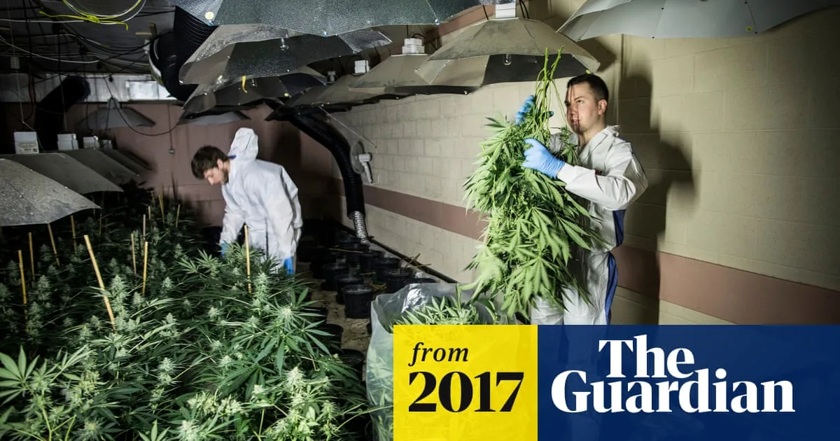 Gang Jailed After £800k Cannabis Farm Found In Bunkers