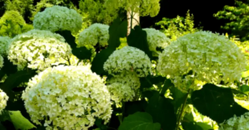 Gardener Shares 4 Essential Tips for Hydrangea Care in UK Gardens