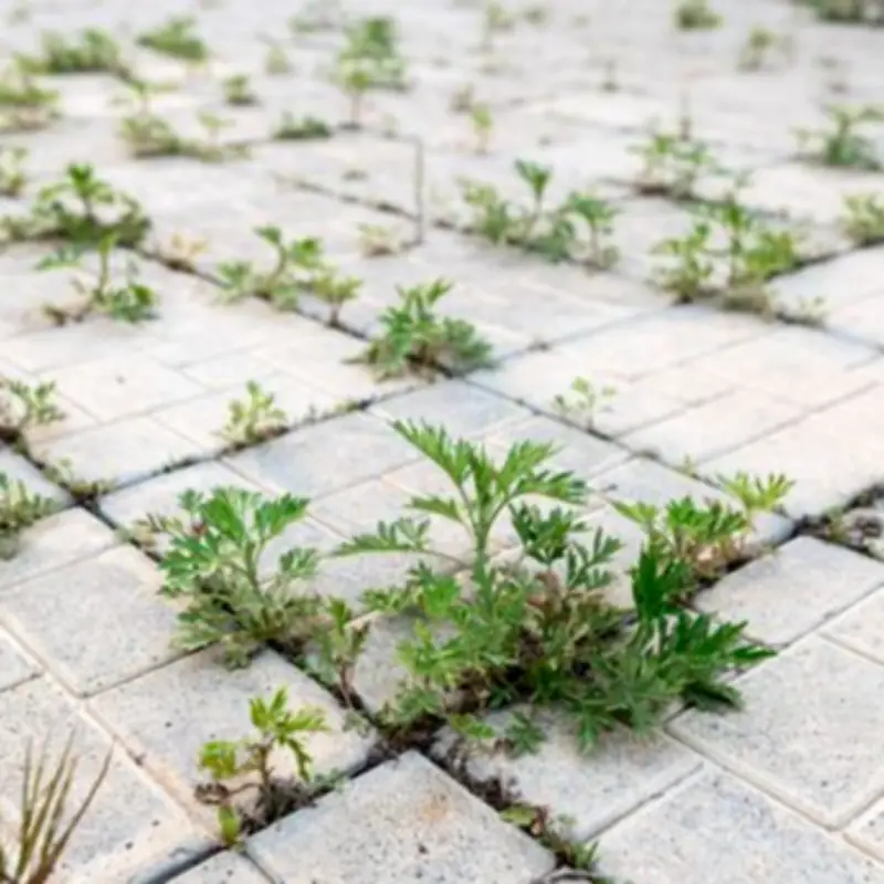 Gardener's £5 vinegar hack kills patio weeds fast and naturally