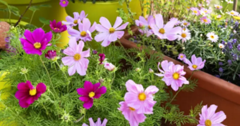 Gardener's 6 drought-tolerant plants for a colourful sunny garden