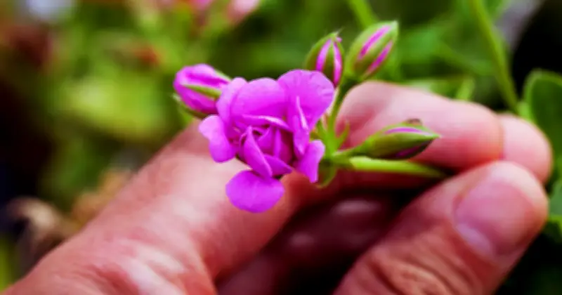 Gardeners Urged: Essential June Deadheading for Long-Lasting Blooms