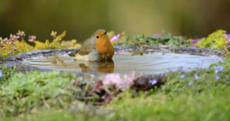 Gardeners Urged to Add 2p Coin to Birdbaths This Summer for Cleaner Water