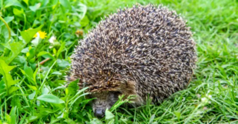Gardeners Urged to Check One Thing Before Strimming to Protect Hedgehogs