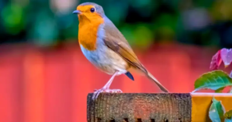 Gardeners Urged to Leave Mealworms for Robins in July Heat