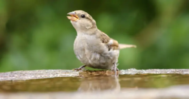 Gardeners Urged to Move Bird Baths to Shade as 37C Heatwave Hits UK