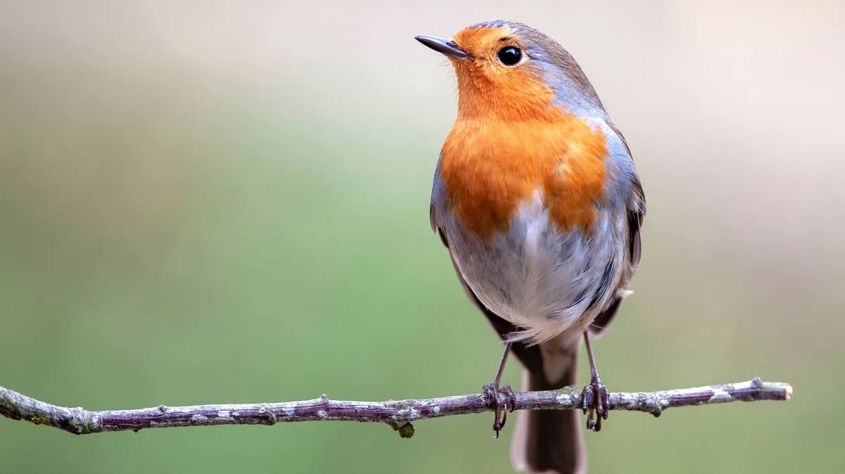 Gardeners Urged to Protect Robins by Providing Water During Heatwave