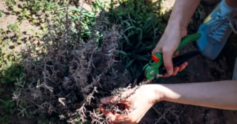 Gardeners Urged to Prune 9 Plants in July for Vigorous Growth
