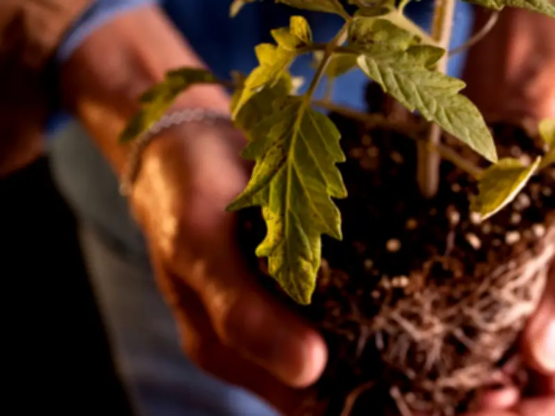 Gardeners Urged to Try Root Trick to Help New Plants Thrive in Garden
