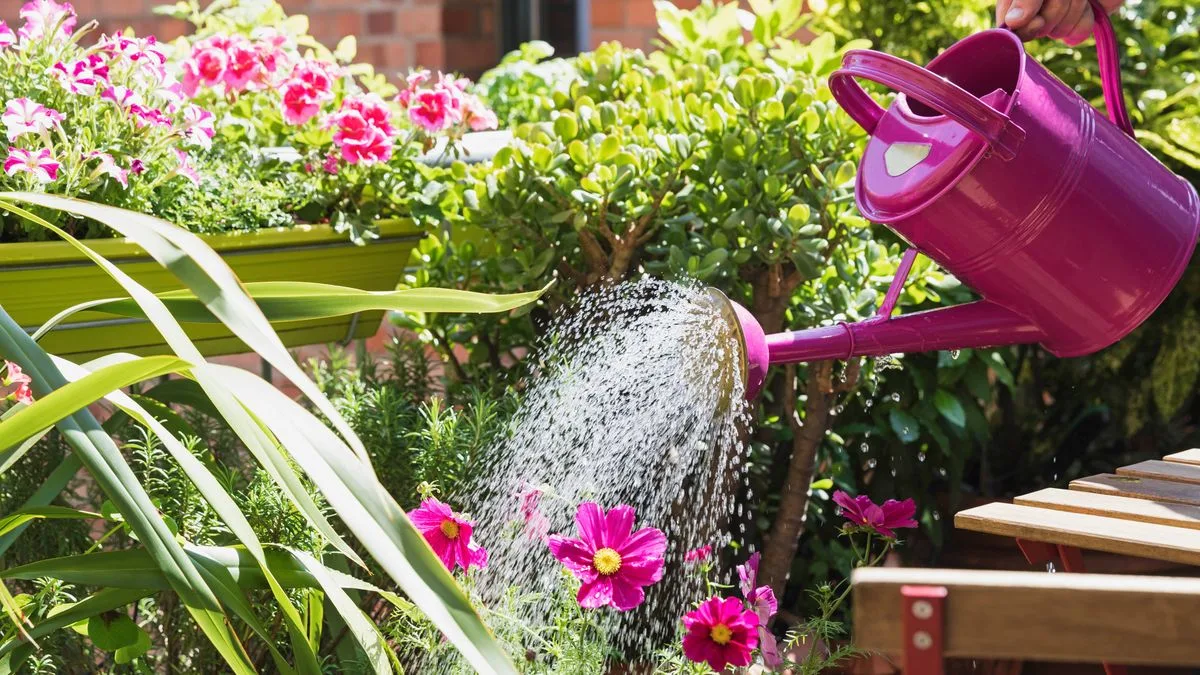 Gardeners Advised to Water Plants at 5pm for Best Results