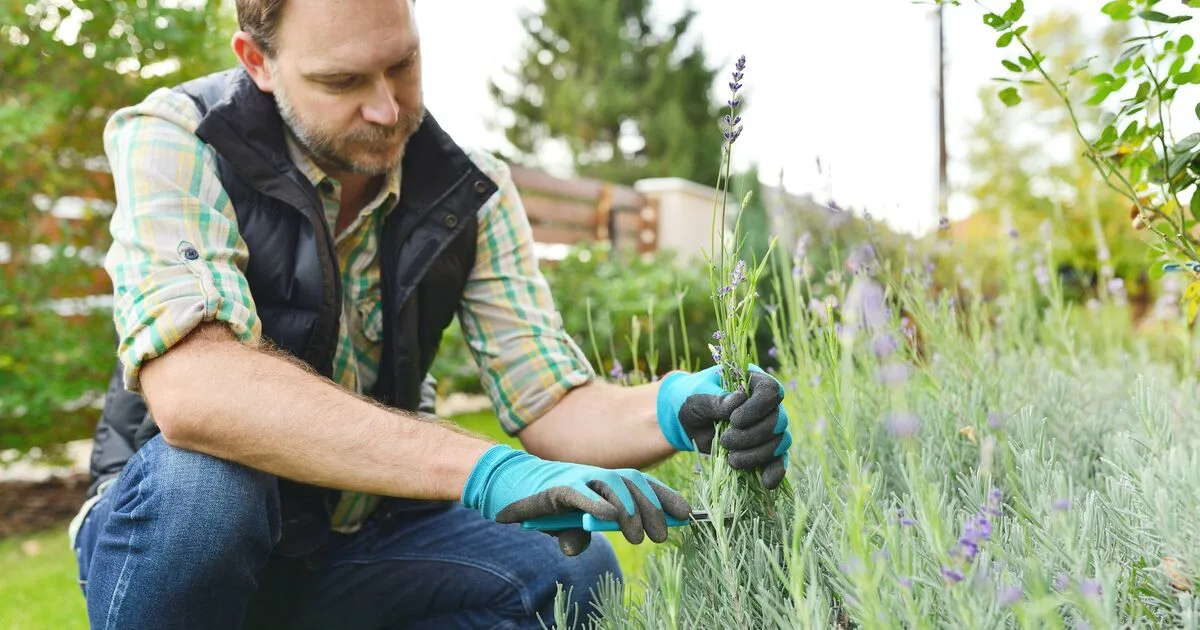 Gardening Expert Challenges Monty Don's Lavender Pruning Advice