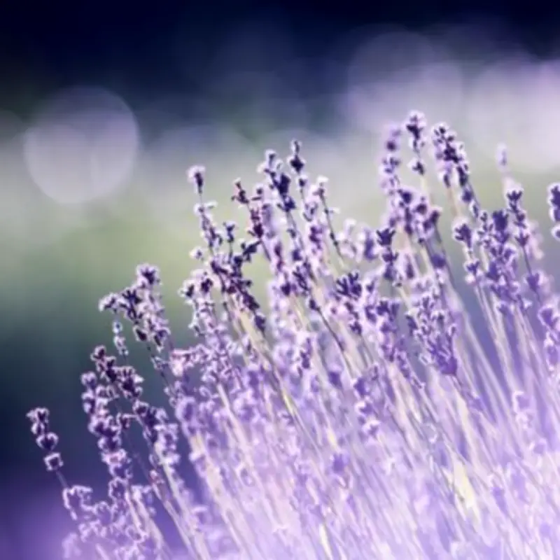 Gardening Expert Recommends Four Fragrant Plants for a Scented Garden
