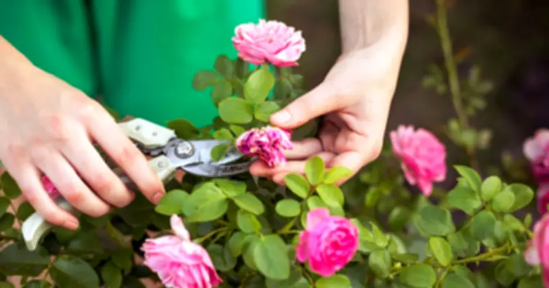 Gardening Expert Shares Simple Deadheading Trick for Blooming Gardens