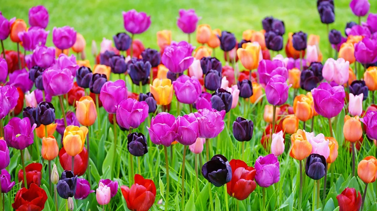 Gardening Experts Issue November Warning to Plant Tulip Bulbs Now to Prevent 'Tulip Fire' Disease