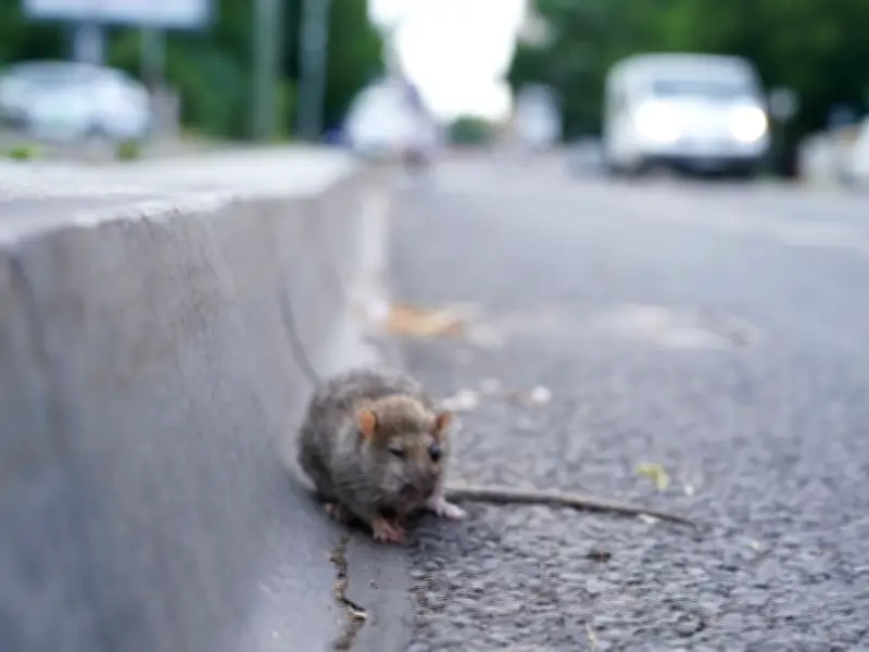 Gardening experts reveal common item attracting rats to your garden