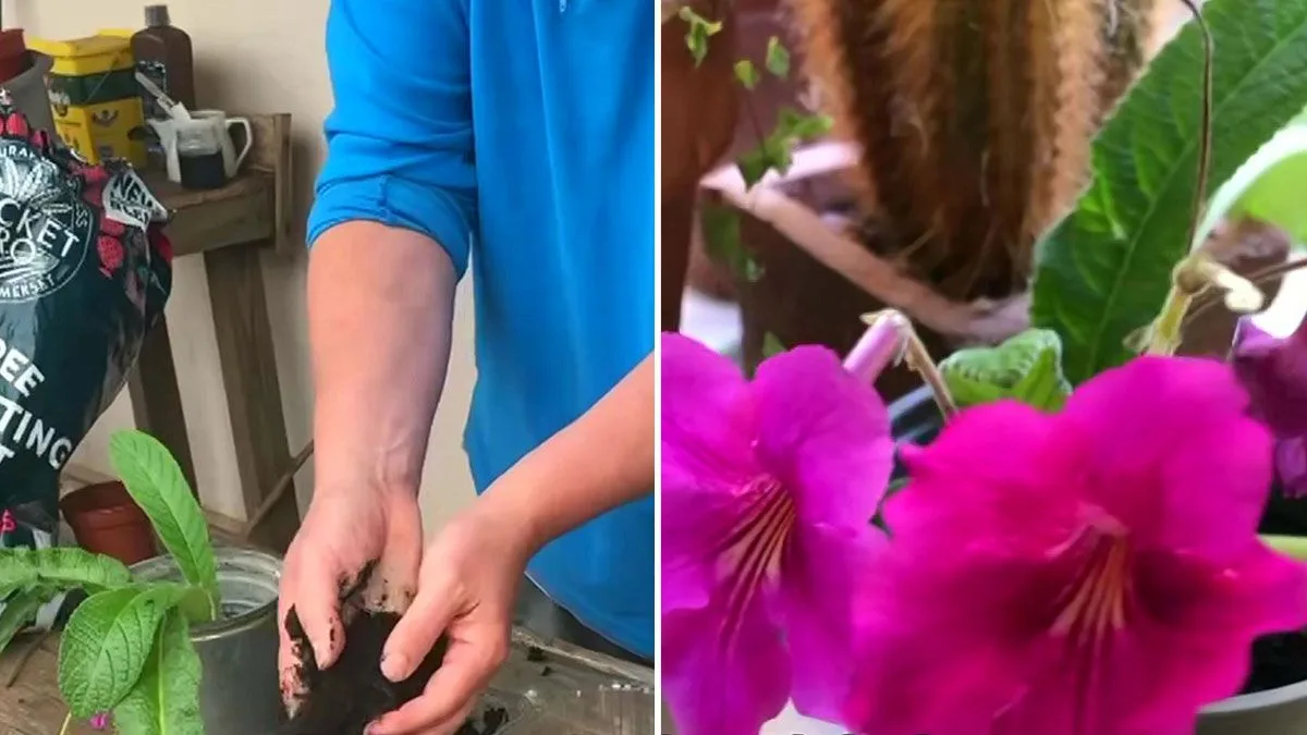 RHS Gardening Expert Shares Simple Hack to Get 'Loads of Free Plants'