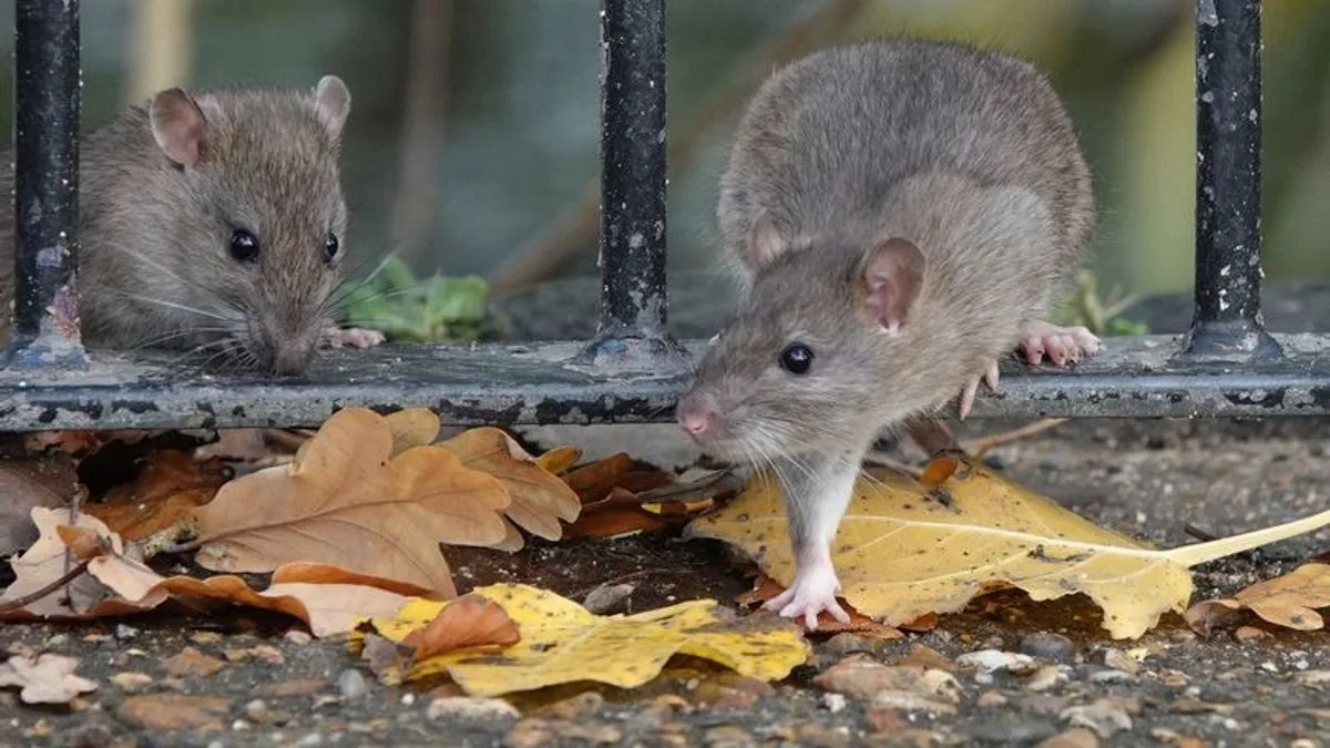 Gardens Urged To Use Cayenne Pepper Now To Repel Rodents