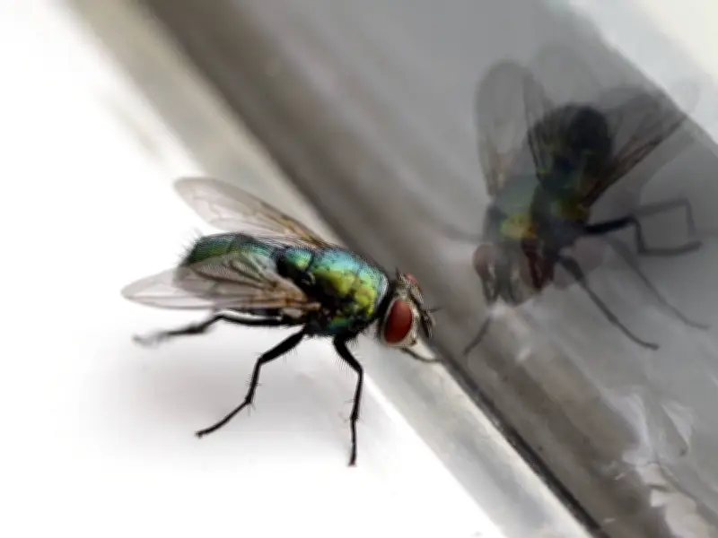 'Genius' Cooking Tip Makes Flies Flee Your Home in Just 15 Minutes