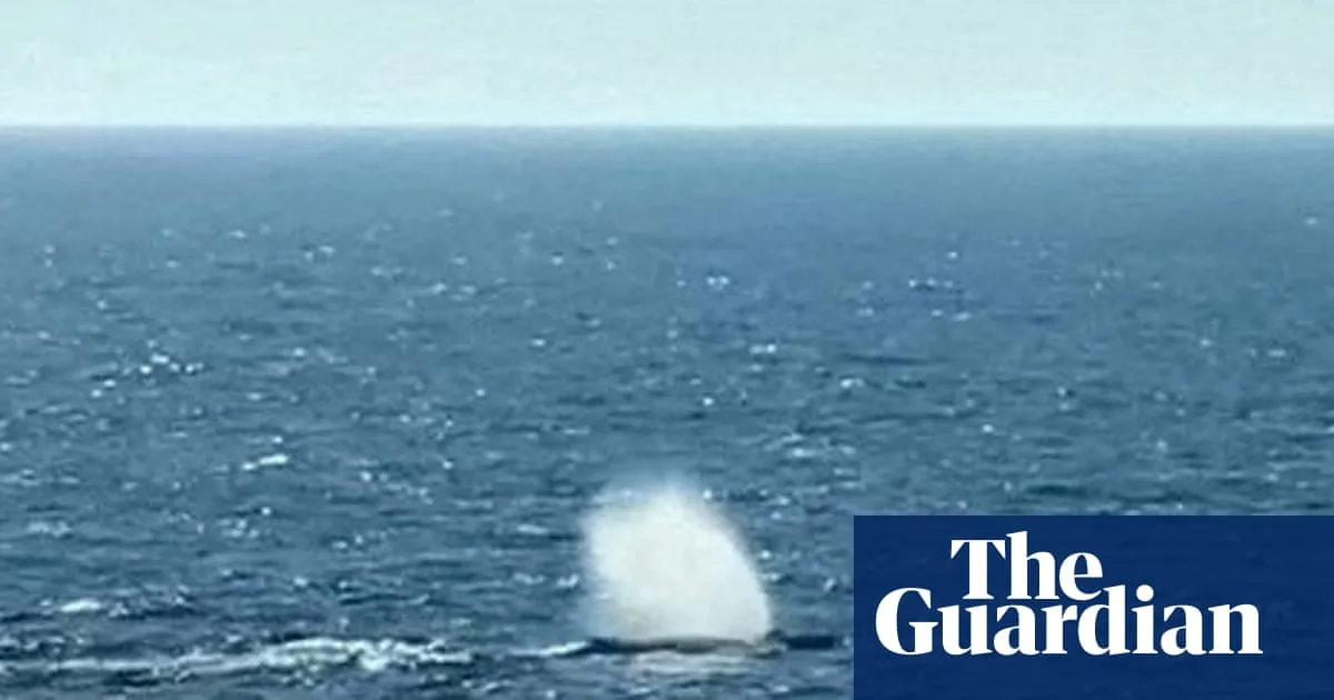 Rescuers Release Stranded Humpback Whale Timmy Despite Low Survival Odds