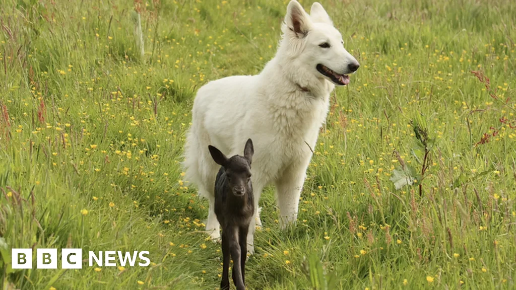 German Shepherd Dogs Form Unlikely Bond with Hand-Reared Fawn in Devon