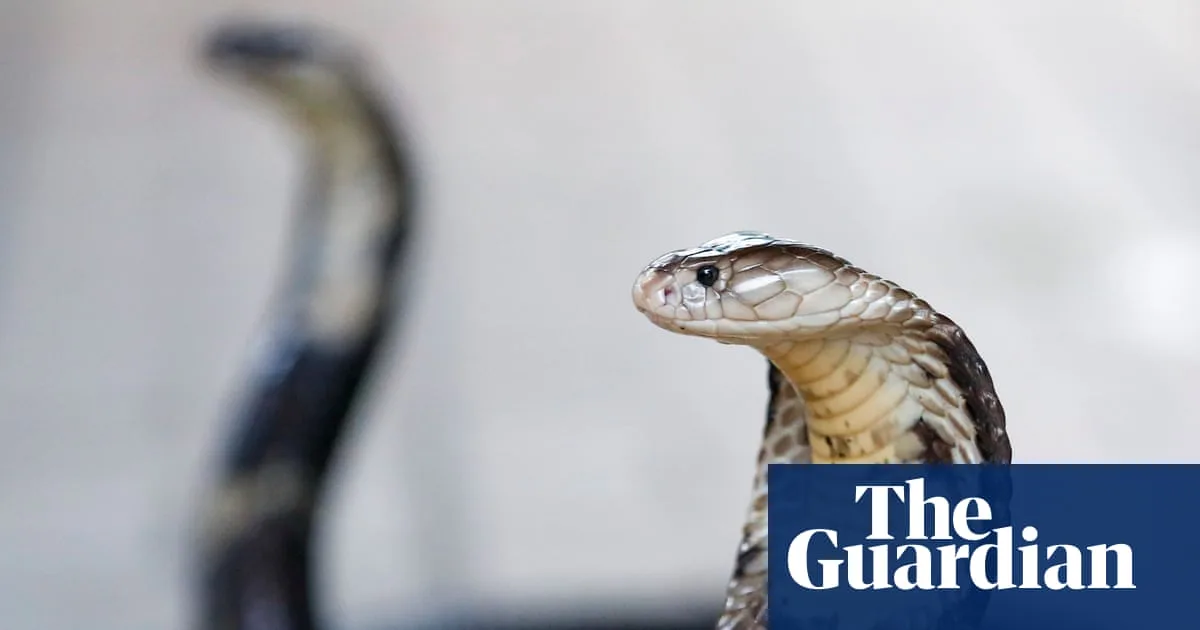 German Tourist Dies After Cobra Bite at Snake Show in Egypt