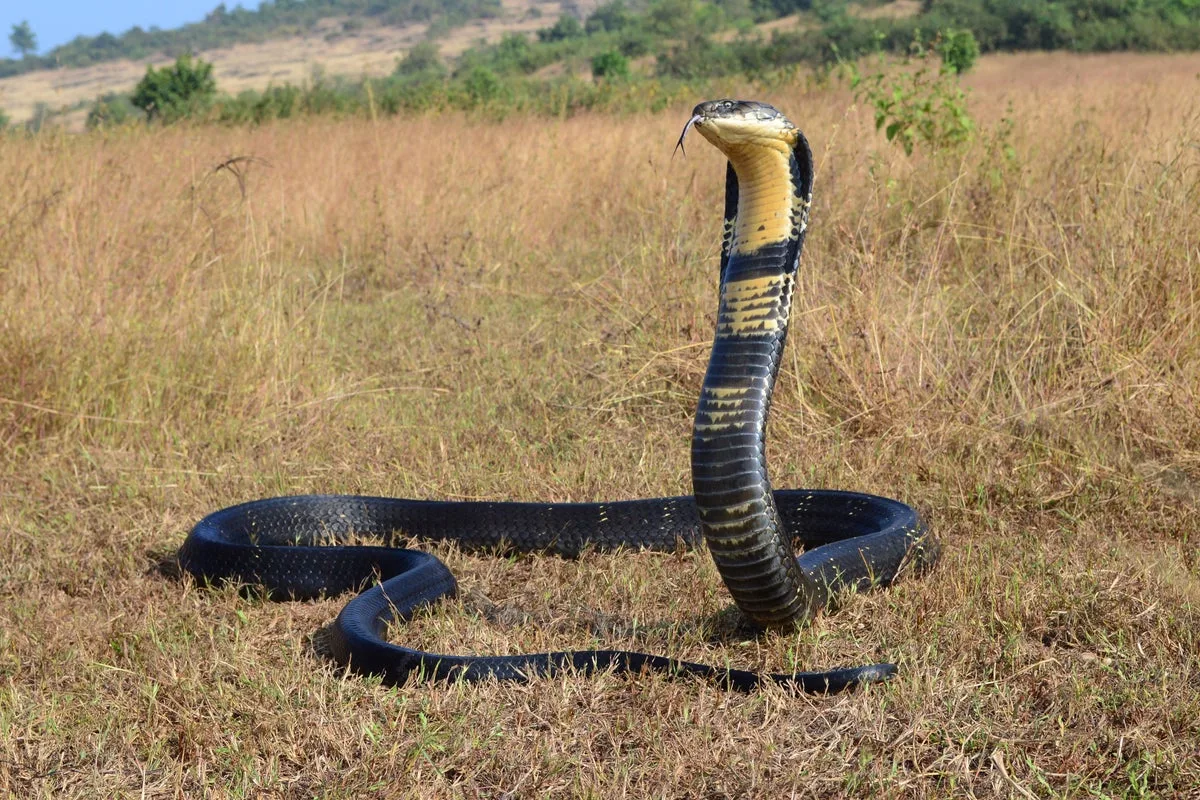 German Tourist Dies After Cobra Bite in Egypt Show