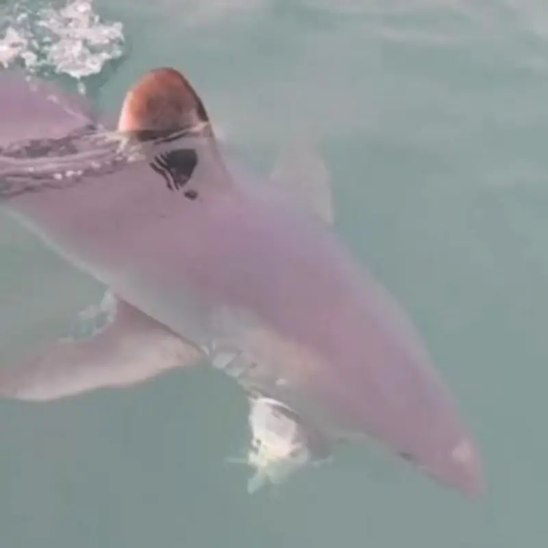Giant 10ft Porbeagle Shark Steals Catch and Bites It in Half Off Dorset Coast