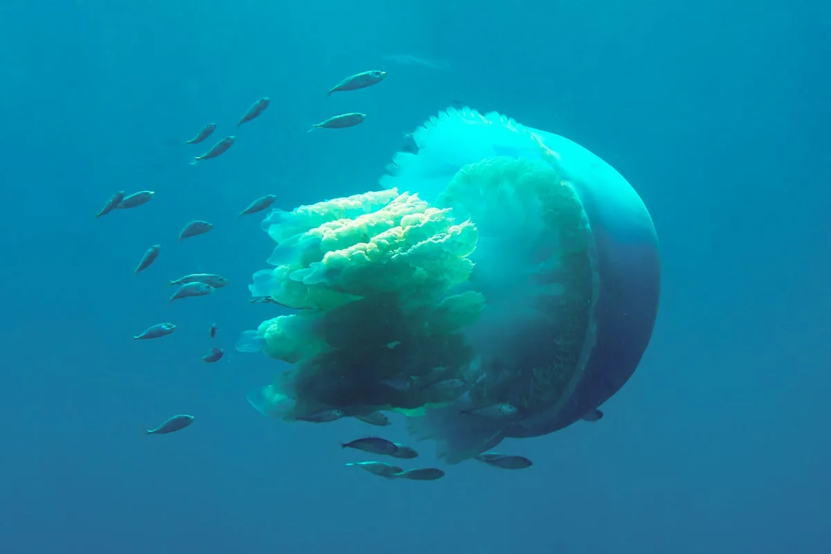 Giant Barrel Jellyfish Surge in UK Waters, Sightings Up 230%