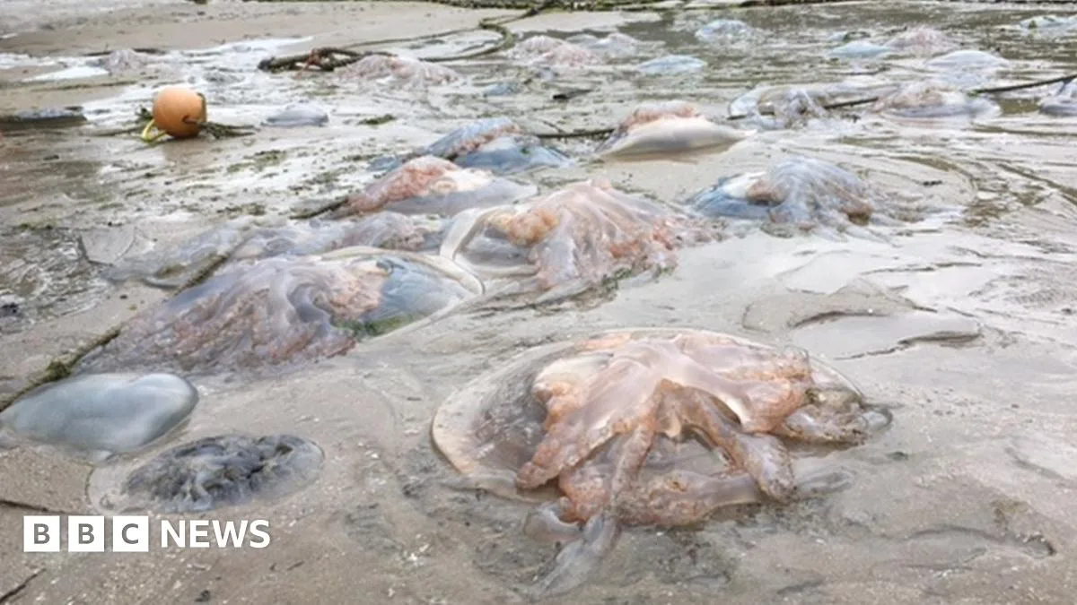Jellyfish 'Mega Swarm' Washes Up on Welsh Beaches