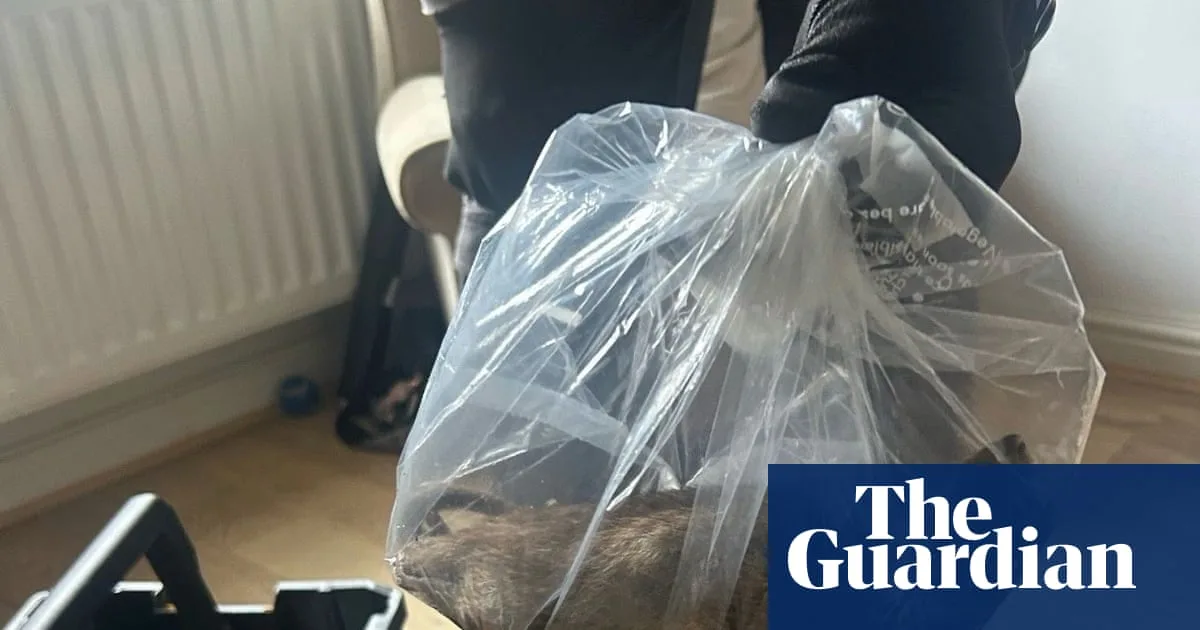 Giant Cat-Sized Rat Sparks Pest Control Crisis in Teesside Town