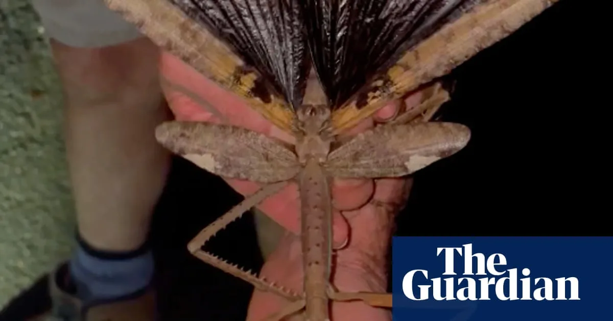 Giant Stick Insect Discovered in Queensland Could Be Australia's Heaviest