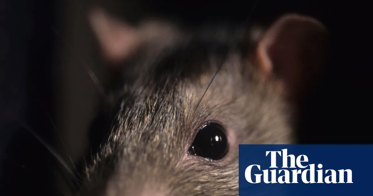 Teesside Mega-Rat Sparks Global Rodent Concerns