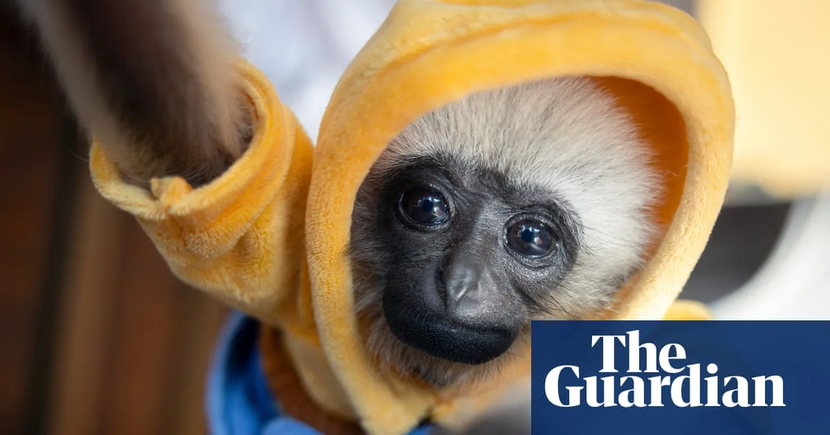 Gibbon Family Bonds Fuel Vulnerability In Exotic Pet Trade