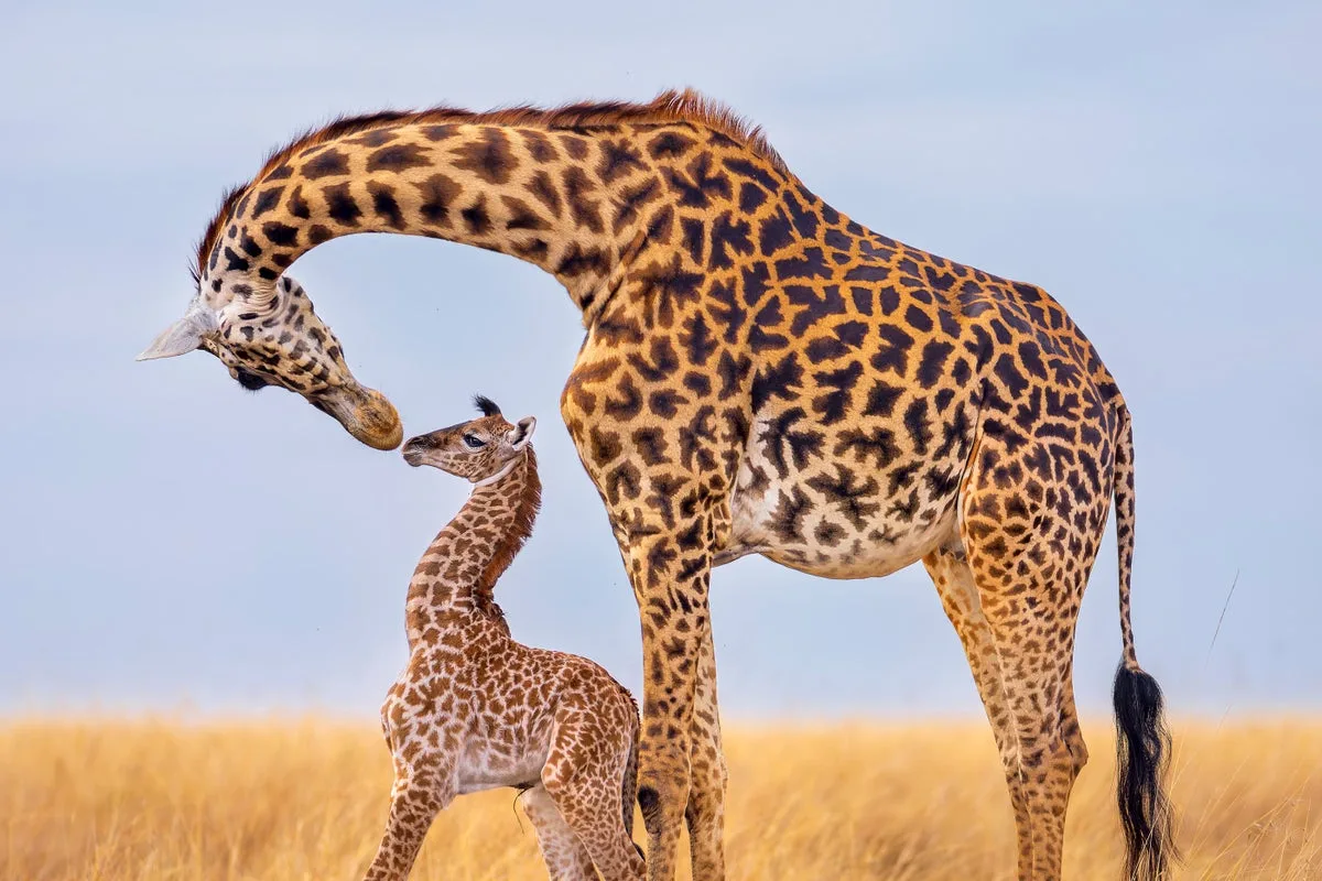 Giraffe photos in new book to fund wildlife protection