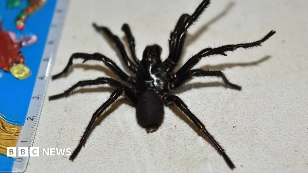 Boy Survives Funnel-Web Spider Bite After Record Anti-Venom Dose