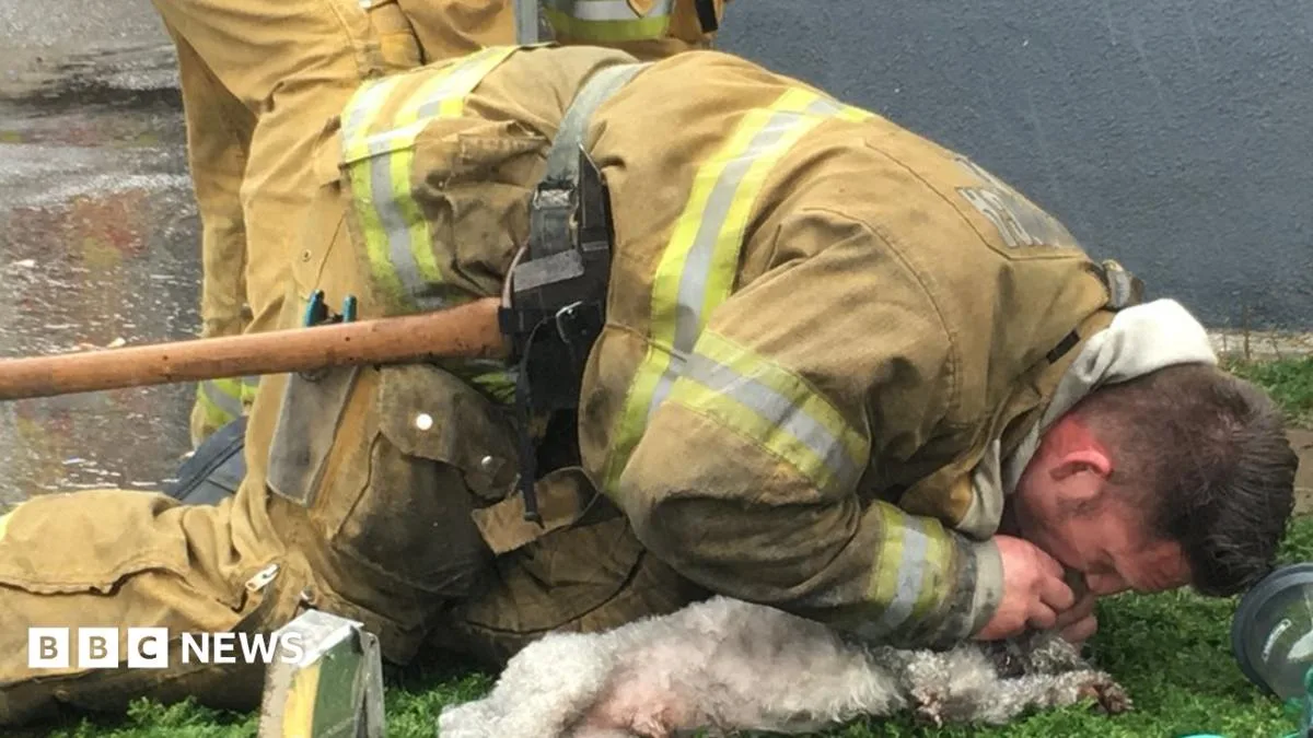 US firefighter saves lifeless dog with mouth-to-snout resuscitation